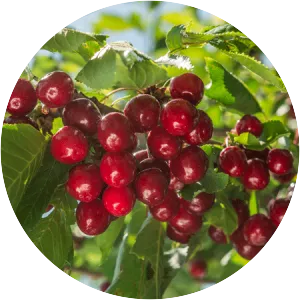 Royal Ann cherry - Plants