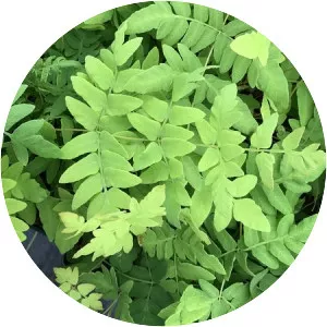 Royal fern (Kral Eğreltisi)
