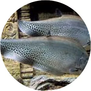 Royal knifefish - Fish