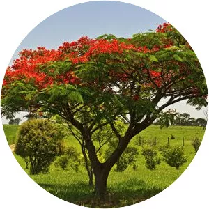 Royal poinciana