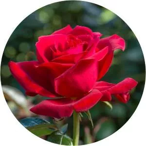 Royal William rose - 