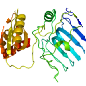 RP2 - Protein