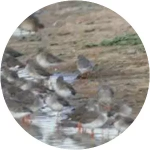 RSPB Bowling Green Marsh
