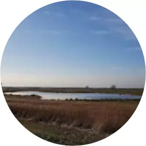 RSPB Buckenham Marshes - 