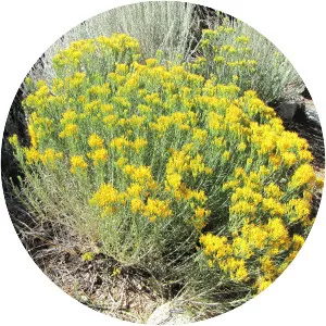 Rubber rabbitbrush