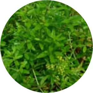 Rubia tinctorum - Plants