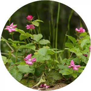Rubus arcticus