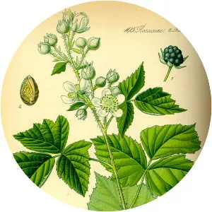Rubus caesius