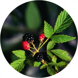 Rubus flagellaris