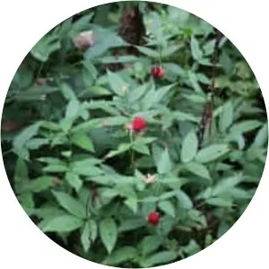 Rubus illecebrosus