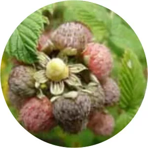 Rubus niveus - Plants