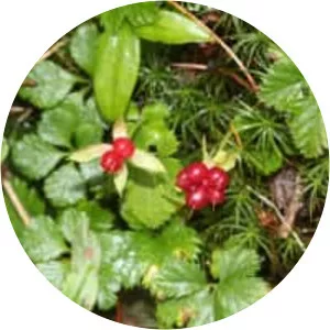 Rubus pedatus - 