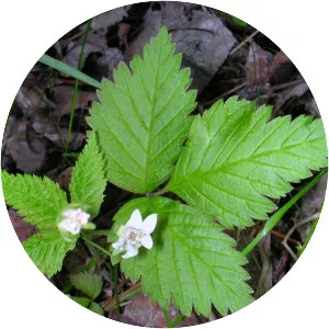 Rubus pubescens