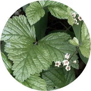 Rubus saxatilis