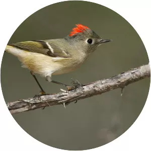Ruby-crowned kinglet