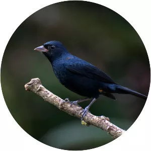 Ruby-crowned tanager - Birds