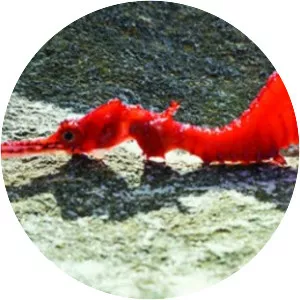 Ruby seadragon - Fish