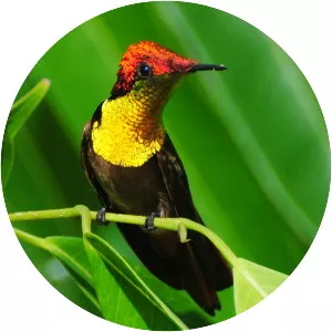 Ruby-topaz hummingbird