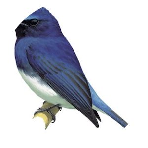 Rück's blue flycatcher