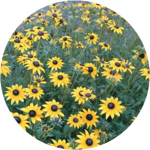 Rudbeckia fulgida - Plants
