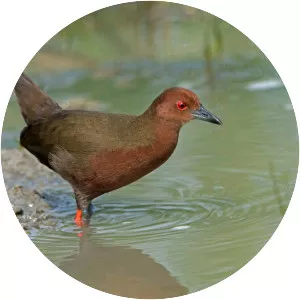 Ruddy-breasted crake