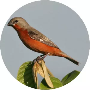 Ruddy-breasted seedeater