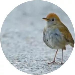 Ruddy-capped nightingale-thrush