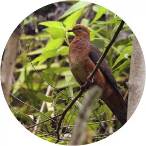 Ruddy cuckoo-dove - Bird