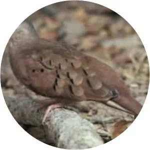Ruddy ground dove