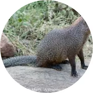 Ruddy mongoose - Animal