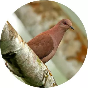 Ruddy pigeon - Bird