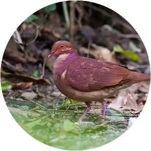 Ruddy quail-dove - Bird