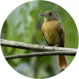 Ruddy-tailed flycatcher - Bird