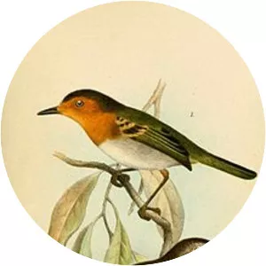 Ruddy tody-flycatcher