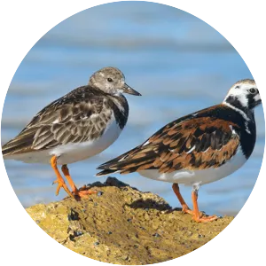 Ruddy turnstone