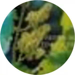 Rudolf Weth - Theologian