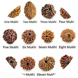 Rudraksha photograph
