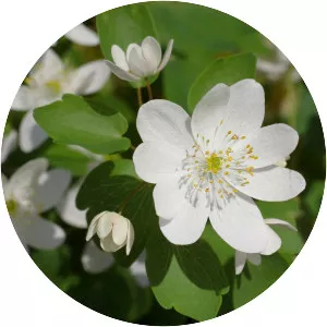 Rue-anemone - Plants
