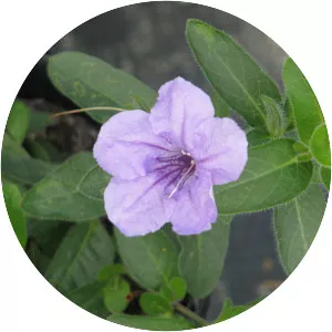 Ruellia humilis - Plants