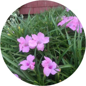 Ruellia - Plants