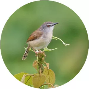 Rufescent prinia