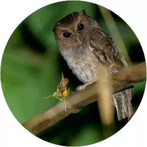 Rufescent screech owl - Bird