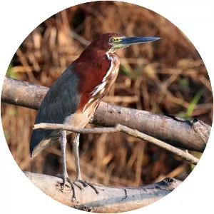 Rufescent tiger heron
