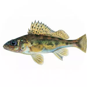 Ruffe photograph