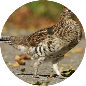 Ruffed grouse