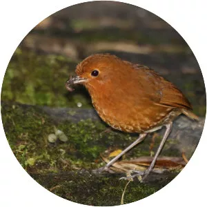 Rufous antpitta