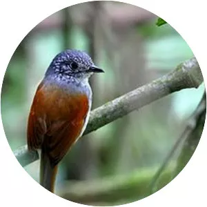 Rufous-backed antvireo - Bird