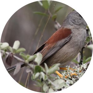 Rufous-backed Inca finch photograph