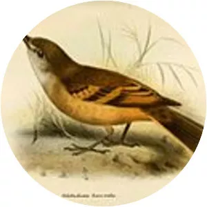 Rufous-bellied bush tyrant - Bird