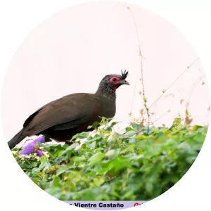 Rufous-bellied chachalaca